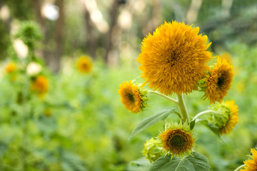 Teddy Bear Sunflower (Helianthus annuus)
