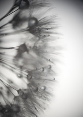 Dandelion abstract background. Shallow depth of field.