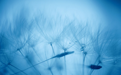 Dandelion abstract background. Shallow depth of field. - 113633393