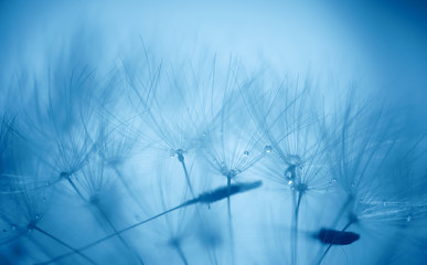 Dandelion abstract background. Shallow depth of field.