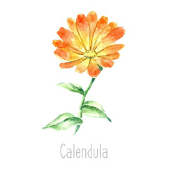 Watercolor calendula herbs. - obrazy, fototapety, plakaty