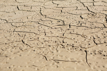 dry cracked earth
