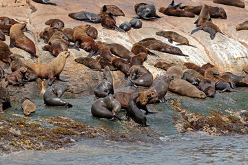 Obraz premium Brown (Cape) fur seal (Arctocephalus pusillus) colony on coastal rocks, South Africa.