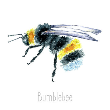 Watercolor Bumblebees isolated.