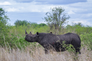Fototapeta premium Black rhinoceros in Kruger National park, South Africa