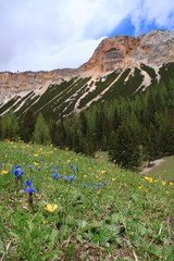 Primavera nelle Dolomiti d'Ampezzo