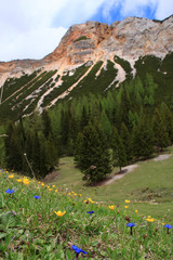 Primavera nelle Dolomiti d'Ampezzo