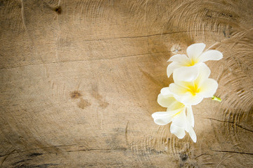 Fototapeta na wymiar champa flower on wood background