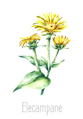 Watercolor elecampane herb.