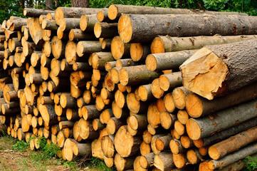 Drewno po wyrębie przygotowane do wywiezienia z lasu - obrazy, fototapety, plakaty