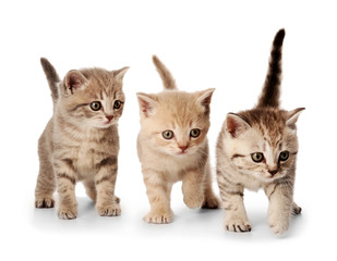 Plakat Small cute kittens, isolated on white