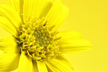 Arnika Blüte vor gelbem Hintergrund