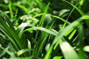 Green grass background, closeup