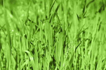 Green grass background, closeup