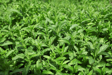 Fresh mint background, closeup