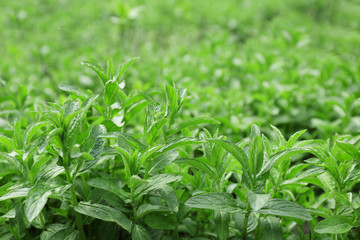 Fresh mint background, closeup