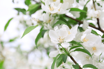 Fototapeta premium Blooming fruit tree on a spring day