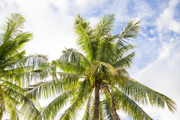 Fototapeta premium coconut tree
