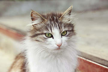 Underbred cute cat on street