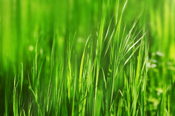 Fototapeta na wymiar Variegated structures of grass