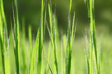 Variegated structures of grass
