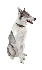 Dog isolated on white