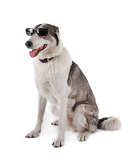Dog wearing glasses isolated on white