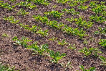 Landscape view of a freshly growing cabbage field.