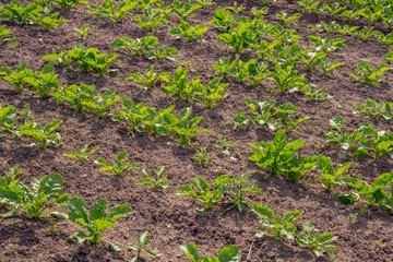 Landscape view of a freshly growing cabbage field.