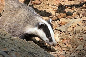 Fototapeta premium Junger weiblicher Dachs (Meles meles) schaut aus seinem Bau 