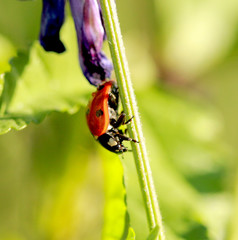 ladybird on green leaf