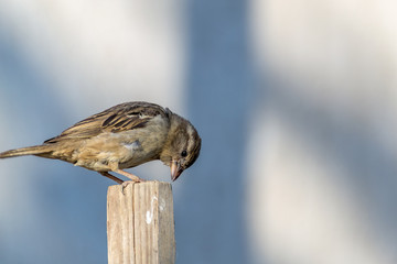 Sparrow bird