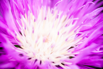 Close up of the blooming whitewash cornflower © rootstocks