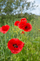 coquelicots