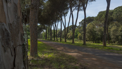 Dirt road and avenue in tuscany, italy, during the late summer