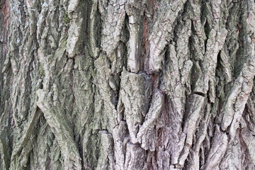 Old Wood Tree Texture Background or Texture 