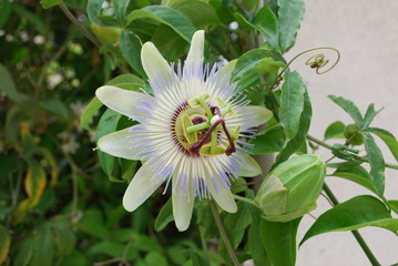 Passiflora, known also as the passion flowers or passion vines, the namesakes of the family...