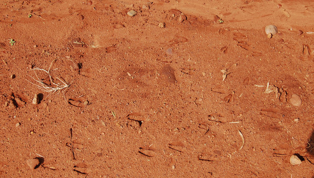 Footprints of animals on a red road in Africa.