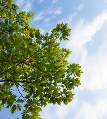 Green branches of the oak tree