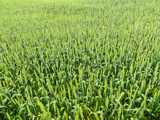 Field of the young green wheat