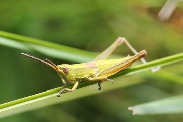 Grasshopper