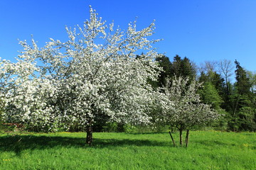 Garten mit Apfelbäumen in Oberschwaben
