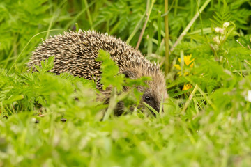 West european hedgehog (Erinaceus europaeus)