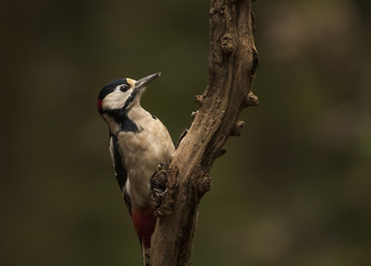 Woodpecker at work (Great Spotted Woodpecker)