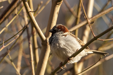 House sparrow perched on a tree branch.