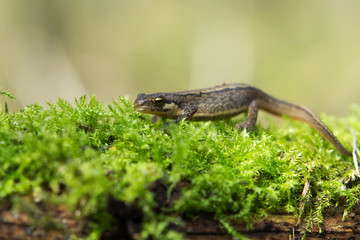 The smooth newt, also known as the common newt is a species of amphibian, the most common newt of the genus Lissotriton.