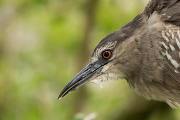 Kwak portrait