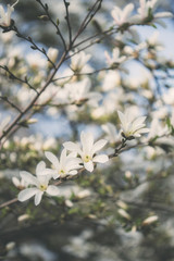Magnolia flowers in spring garden