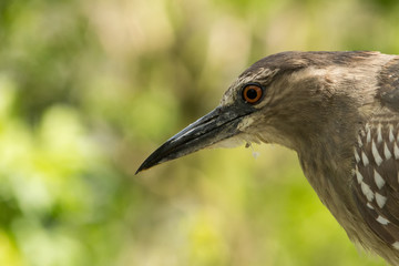 Kwak or Black-Crowned night bird closeup