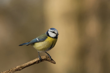 Blue tit